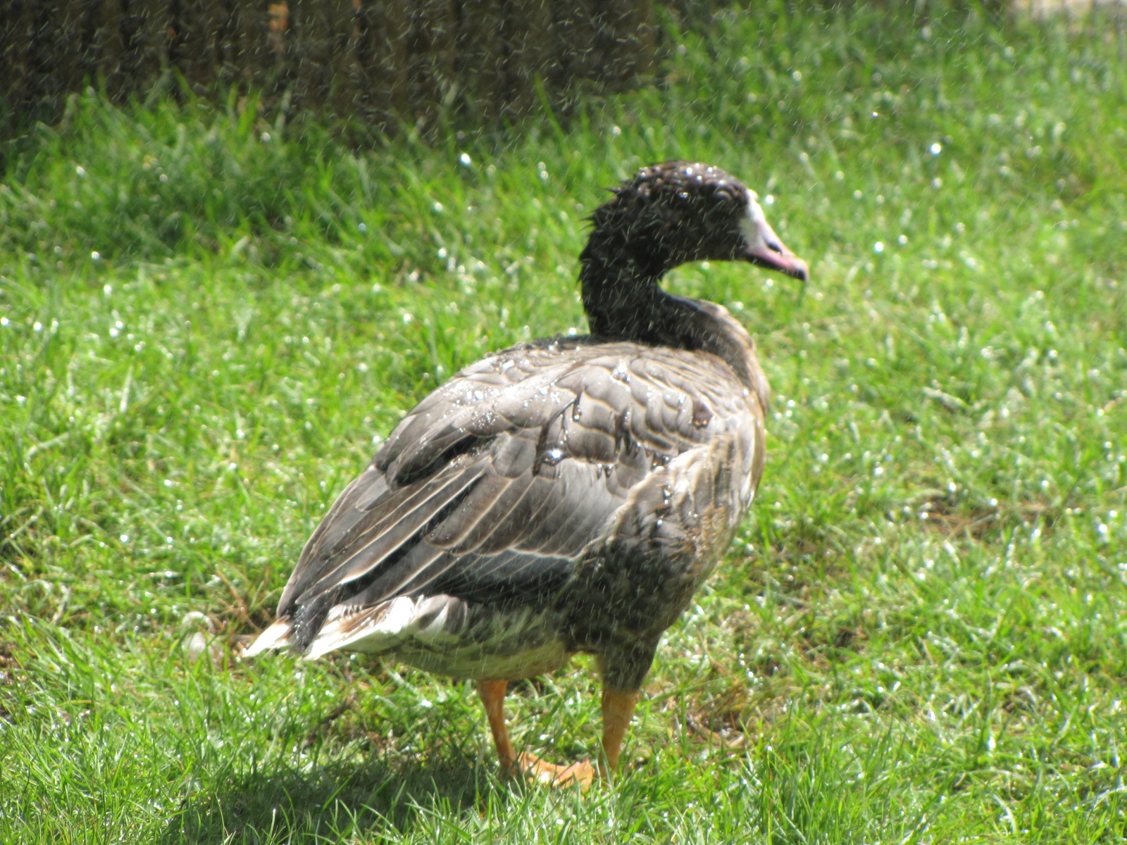 White fronted Goose