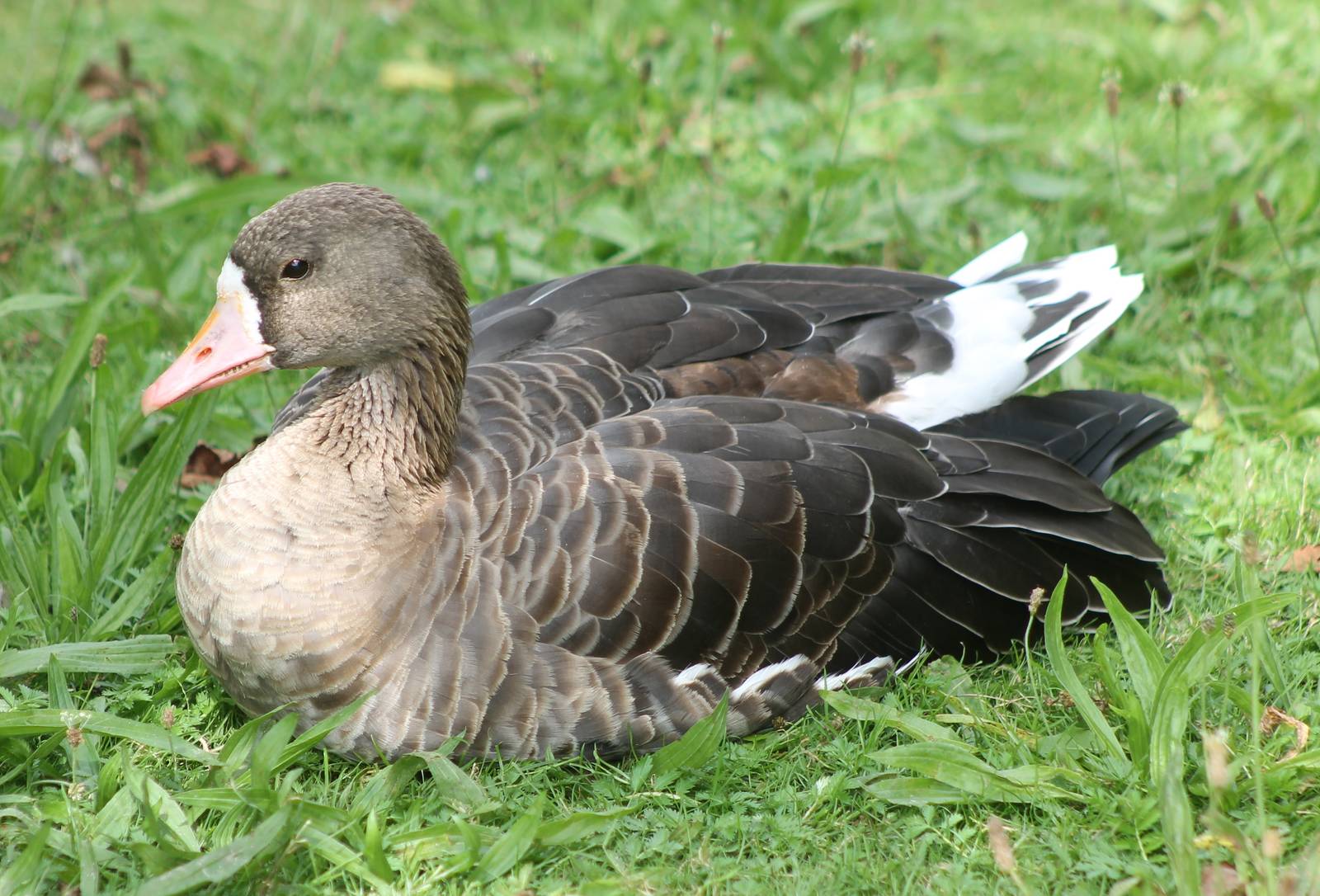 White-fronted goose