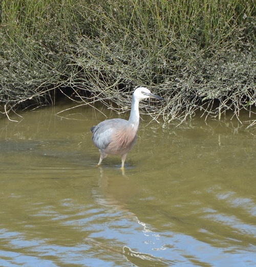 White-fronted heron.  (Introduced)