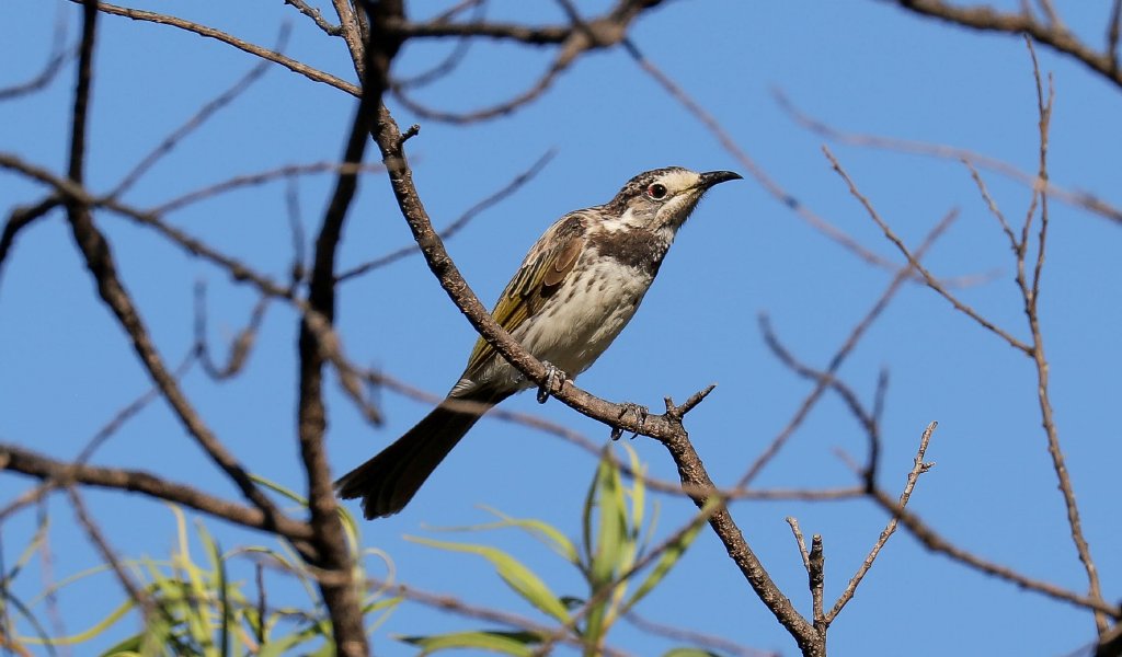 White-fronted Honeyeater