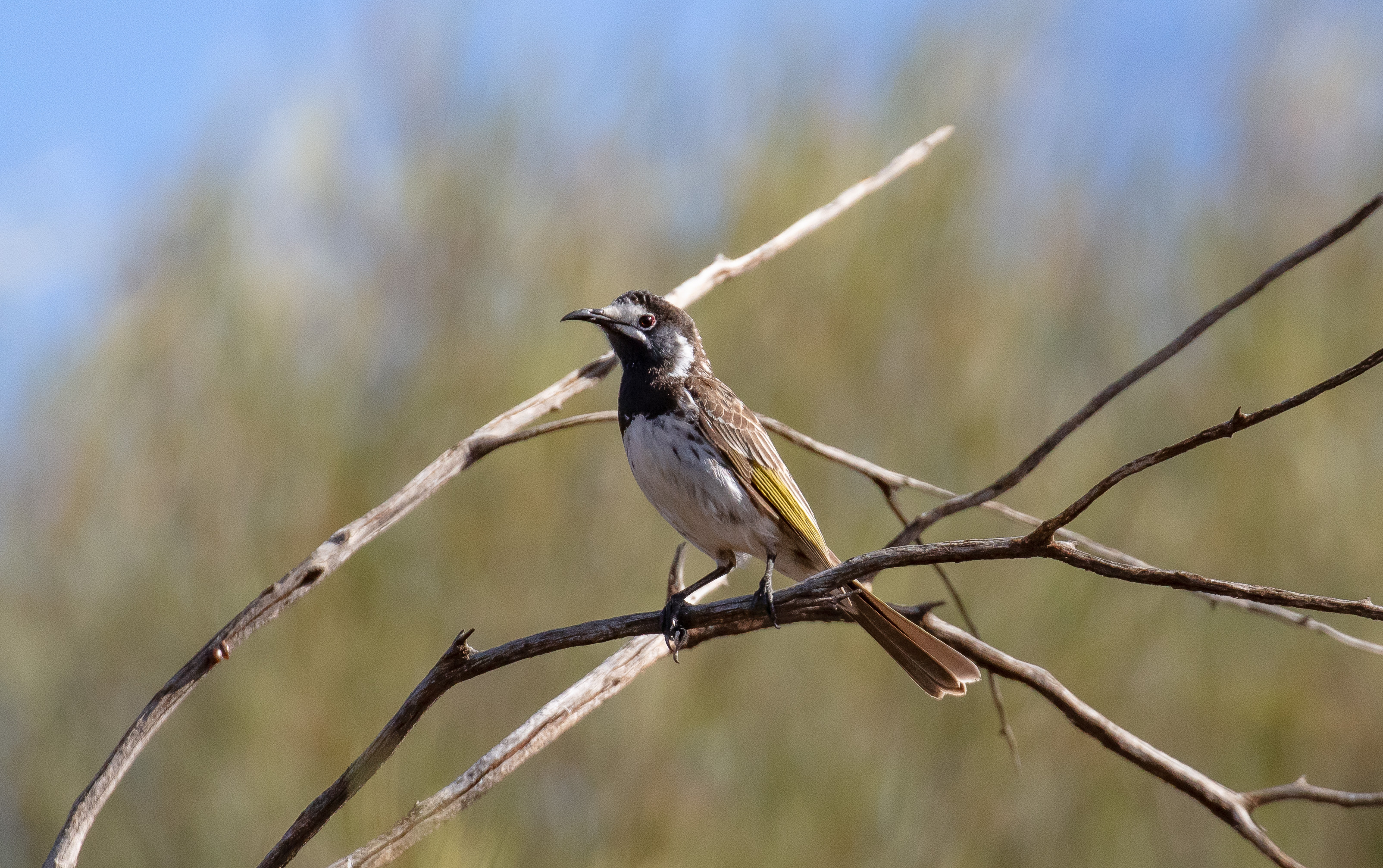 White-fronted Honeyeater