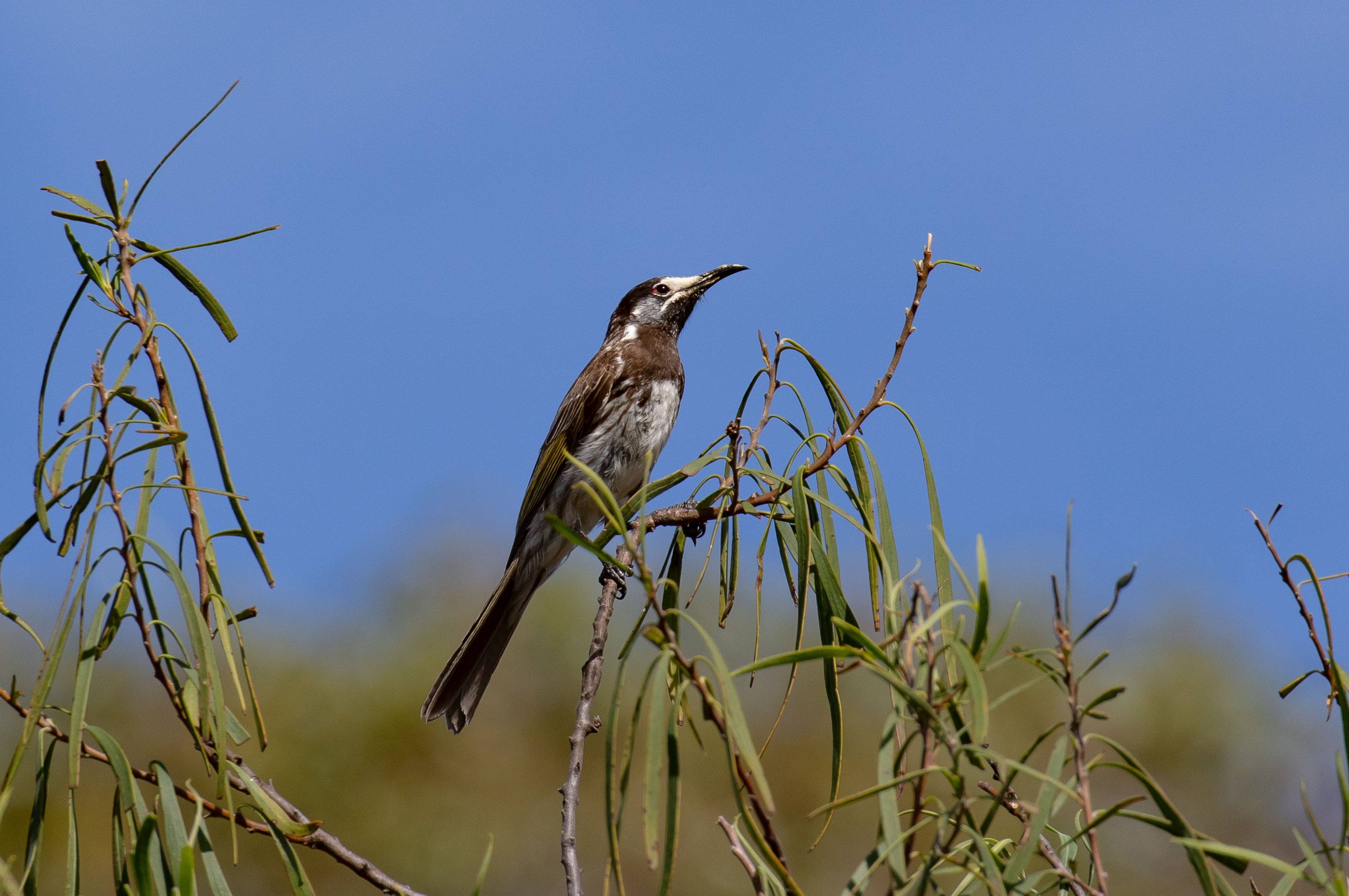 White-fronted Honeyeater