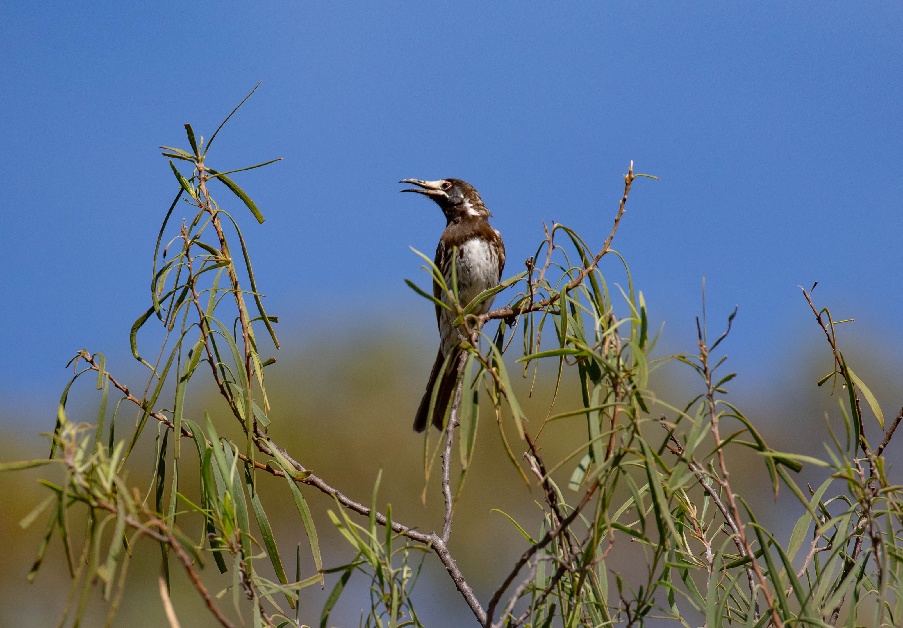 White-fronted Honeyeater
