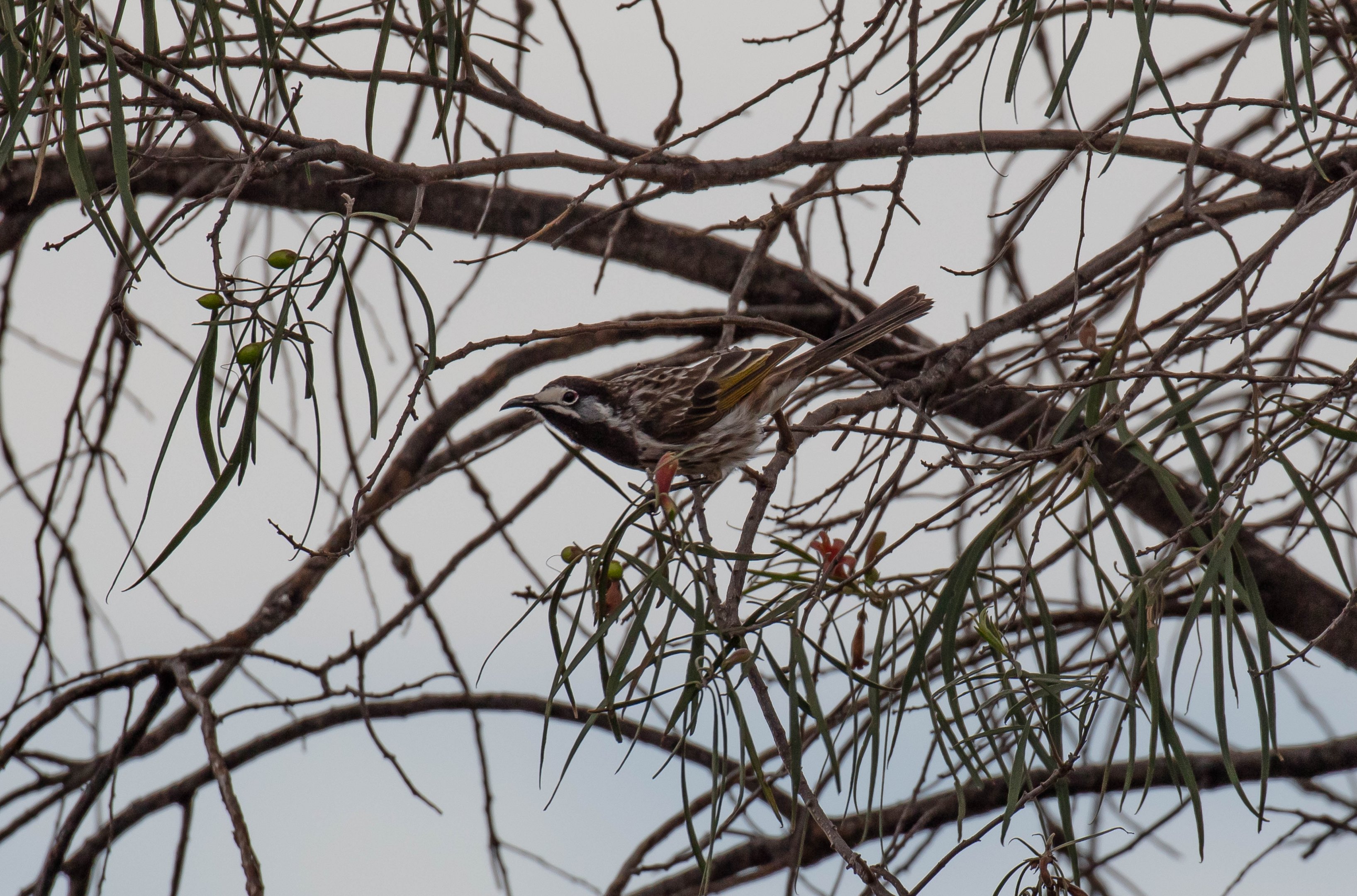 White-fronted Honeyeater