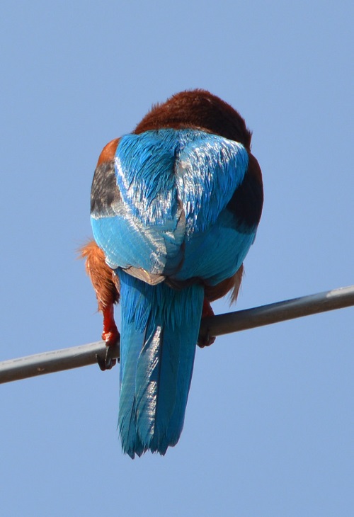 White-fronted kingfisher -- back view