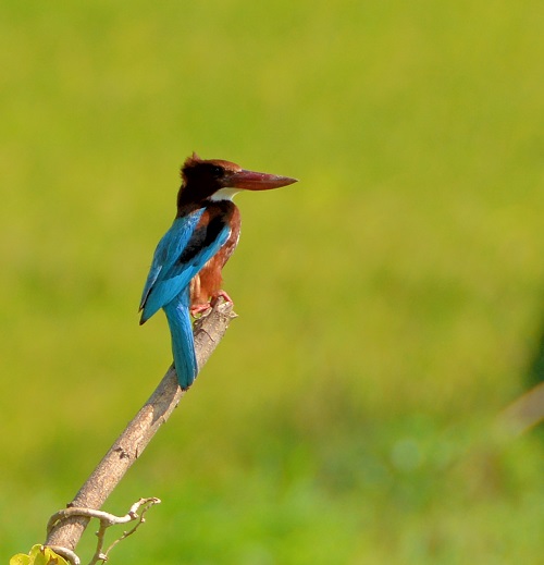 White-fronted kingfisher