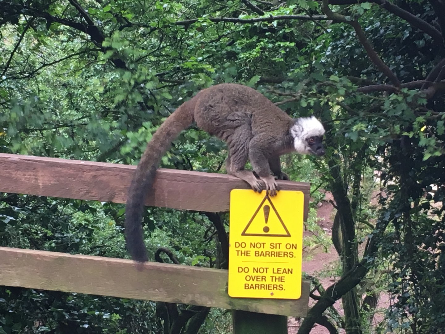 White-fronted lemur 030817