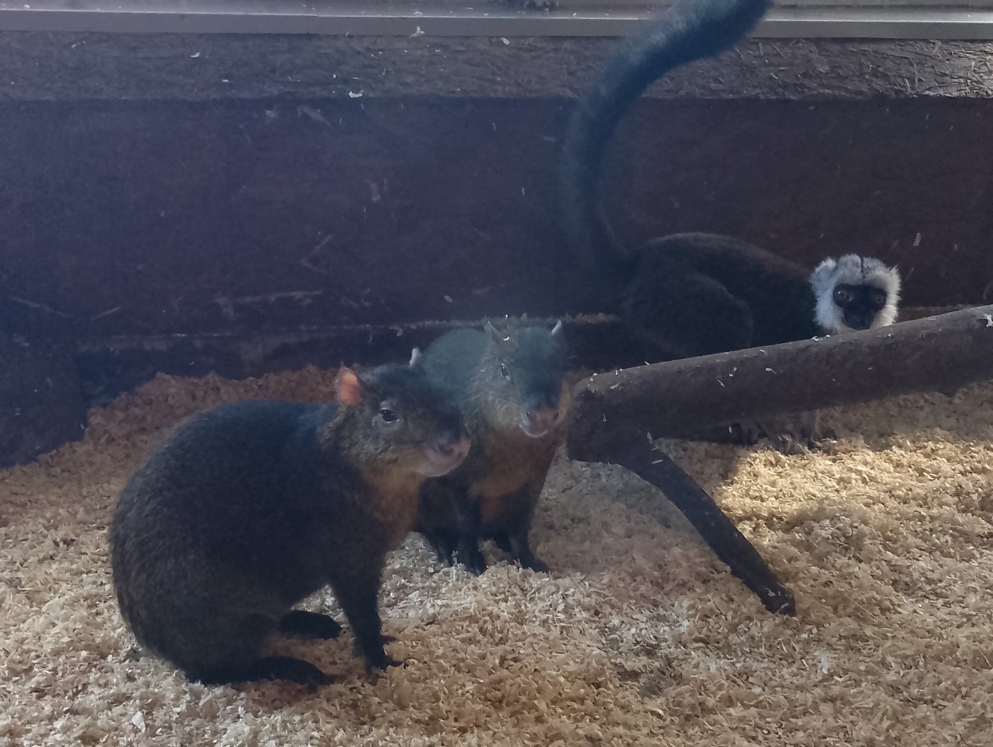 White-fronted lemur and Azara's agoutis
