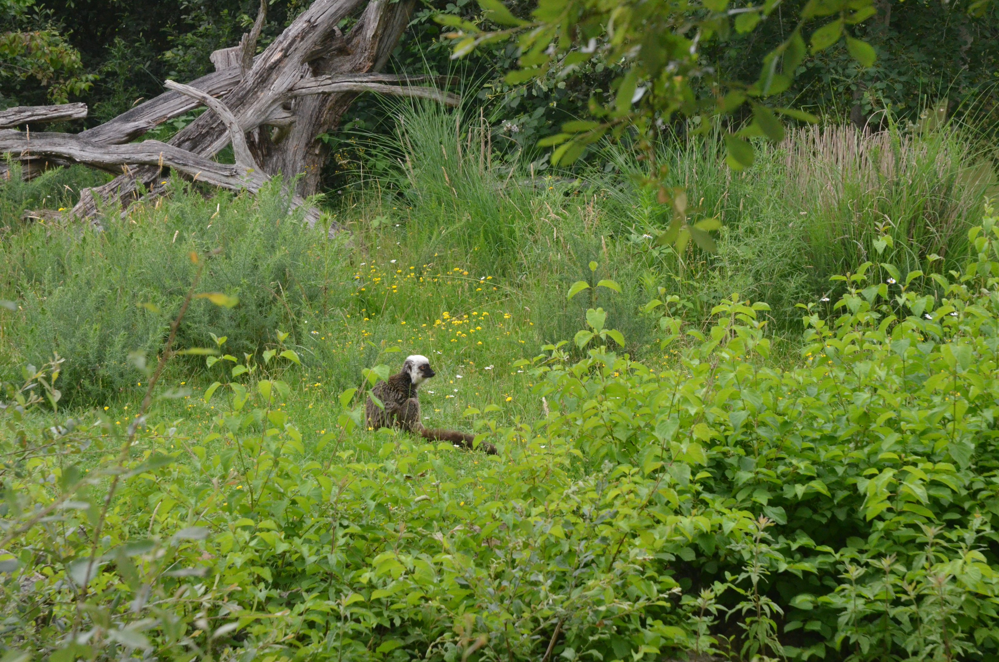 White-fronted Lemur at Haute-Touche, 14/06/18