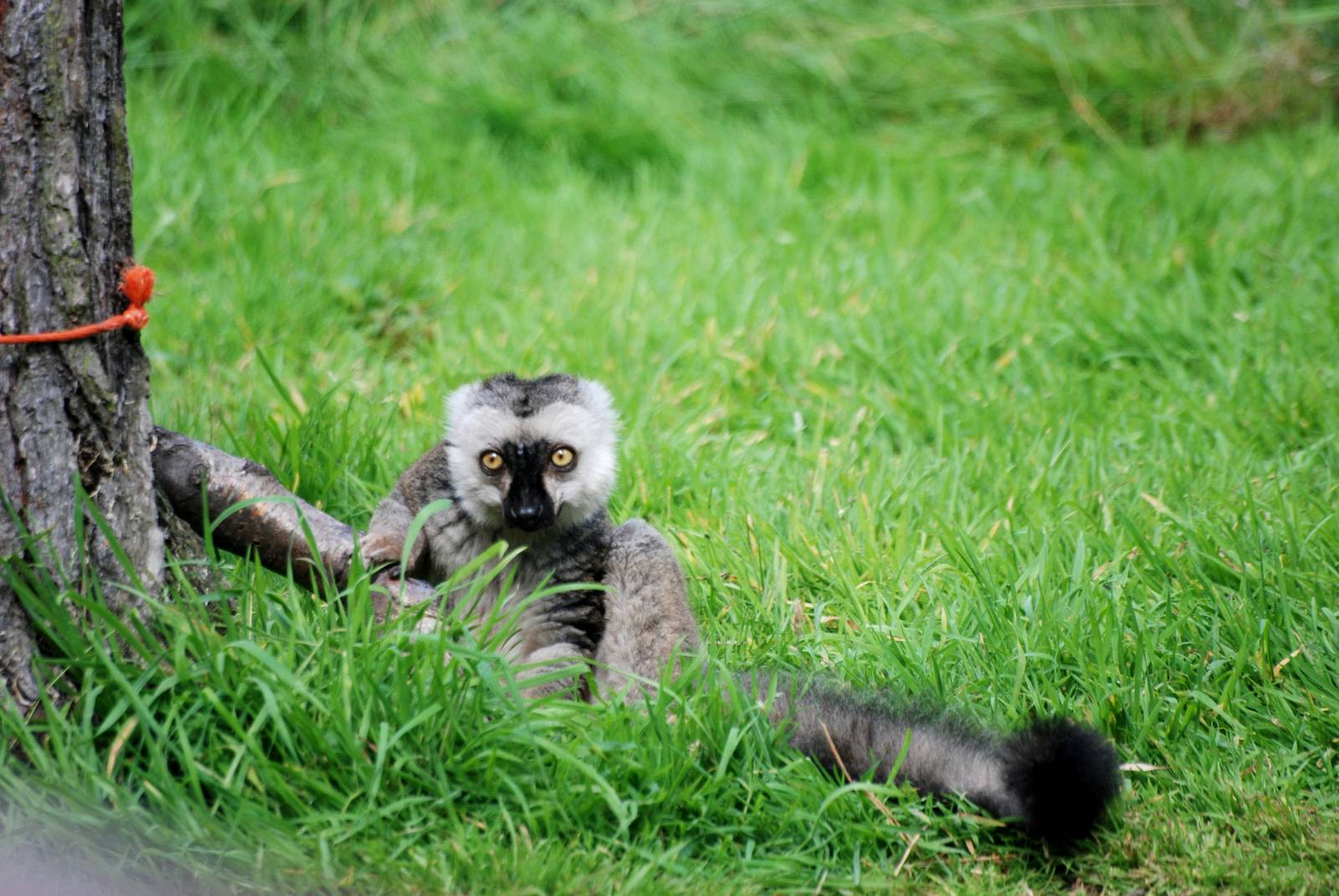 White-fronted Lemur at Yorkshire WP, 05/08/12