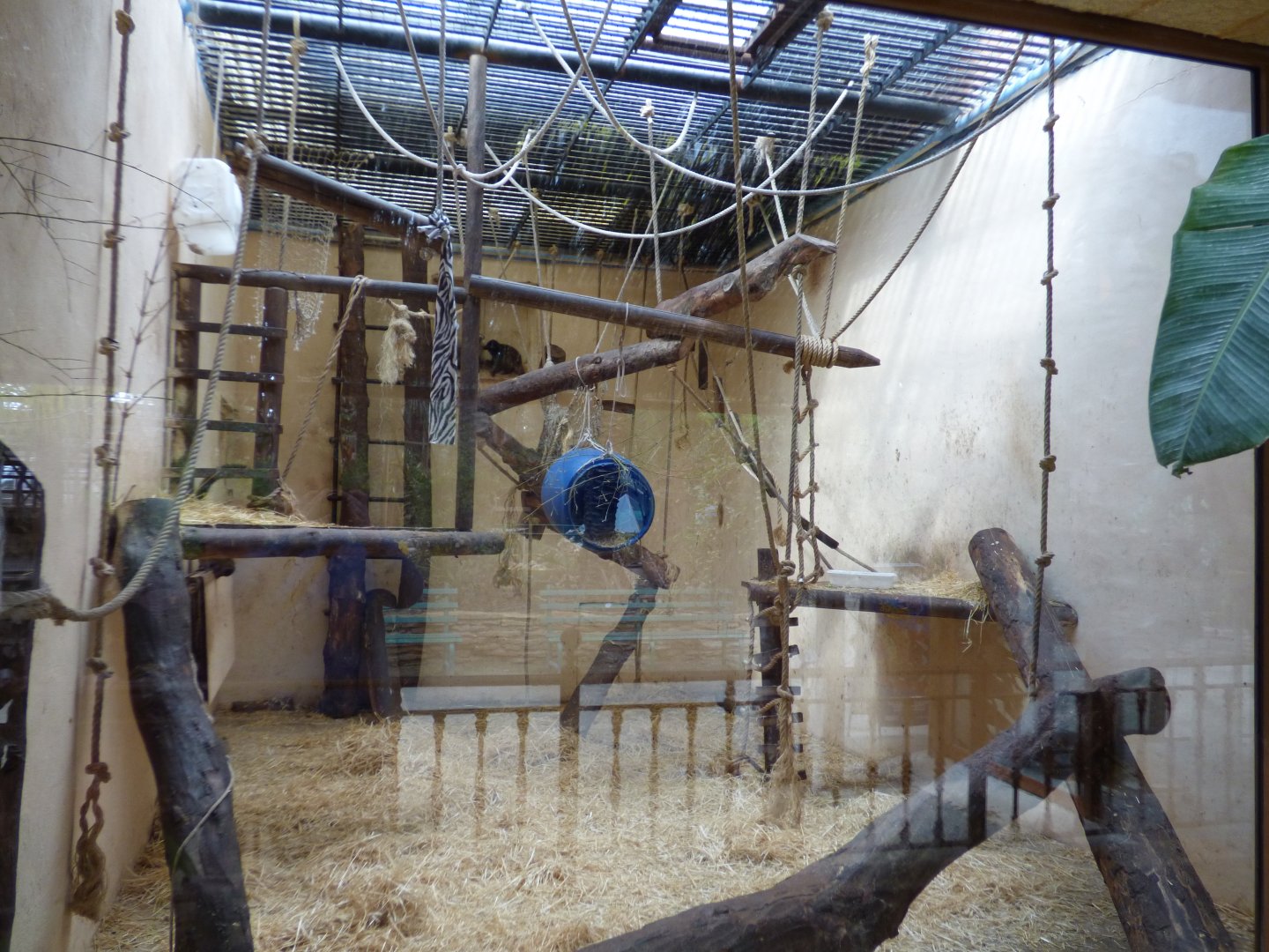White-Fronted Lemur Enclosure