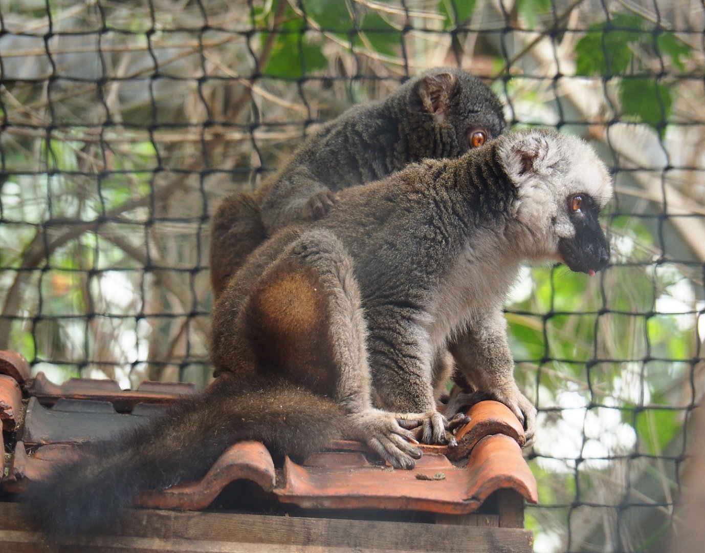 White-fronted lemur (Eulemur albifrons), 2019-08-04