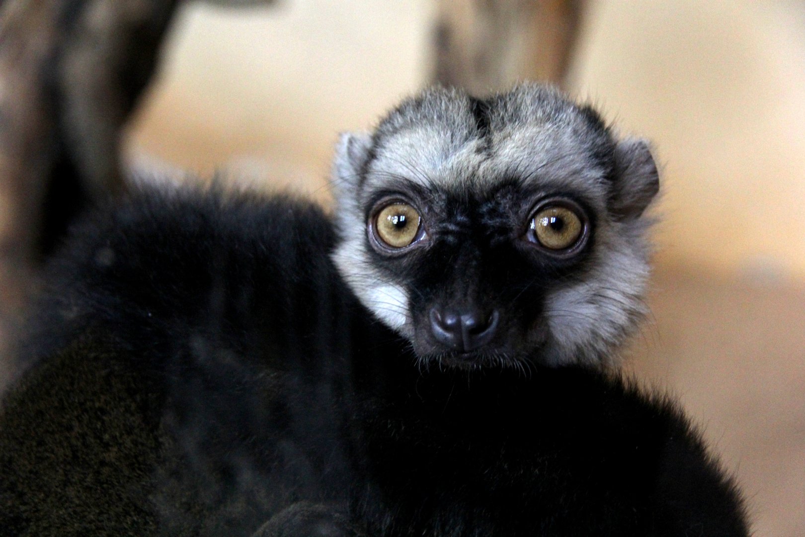 white-fronted lemur (Eulemur albifrons)