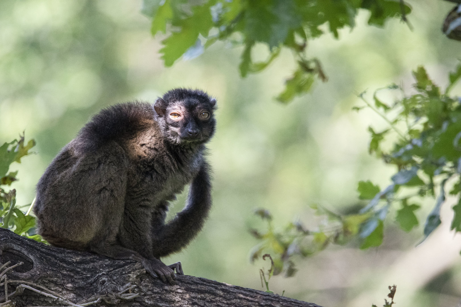 White-fronted lemur (Eulemur albifrons)