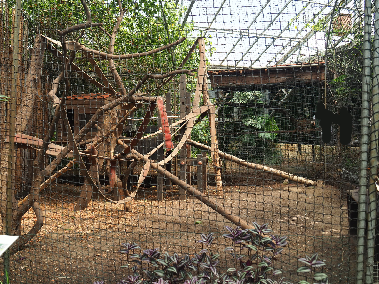 White-fronted lemur exhibit, 2019-08-04