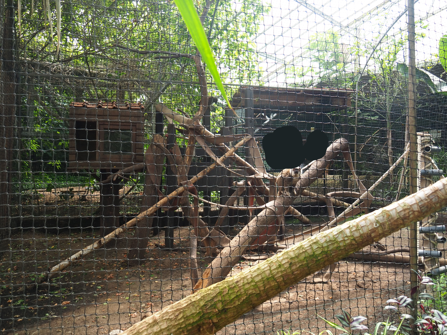 White-fronted lemur exhibit in the tropical hall, 2020-06-20