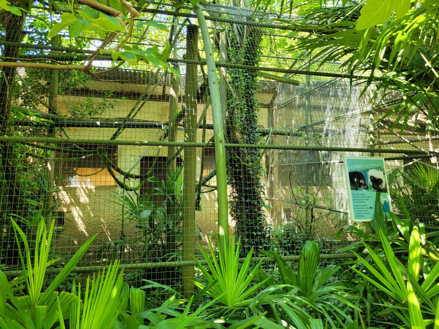 White-fronted lemur exhibit -Zoo d'Asson (2022)