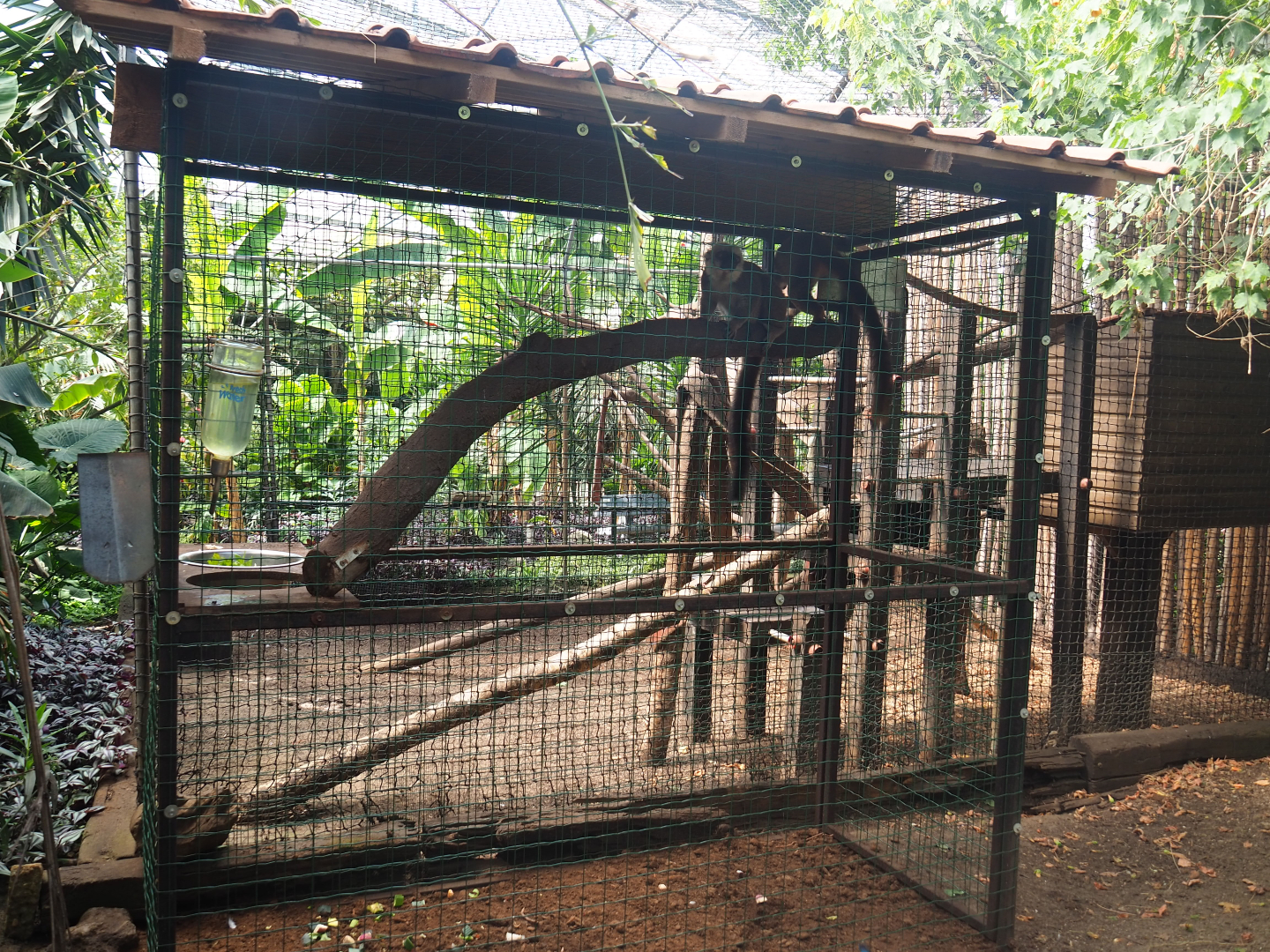 White-fronted lemur holding and feeding cage, 2019-08-04