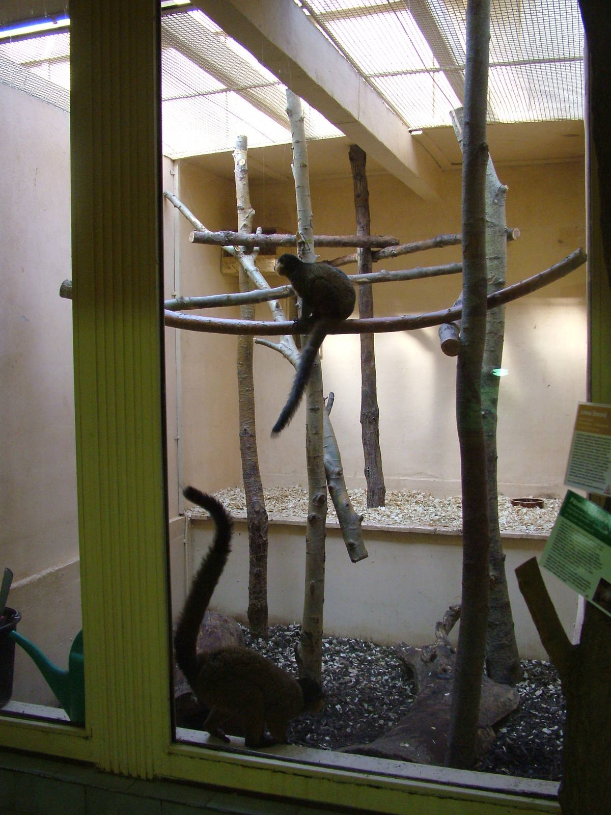 White-fronted Lemur indoor exhibit at Plzen, 25/05/10