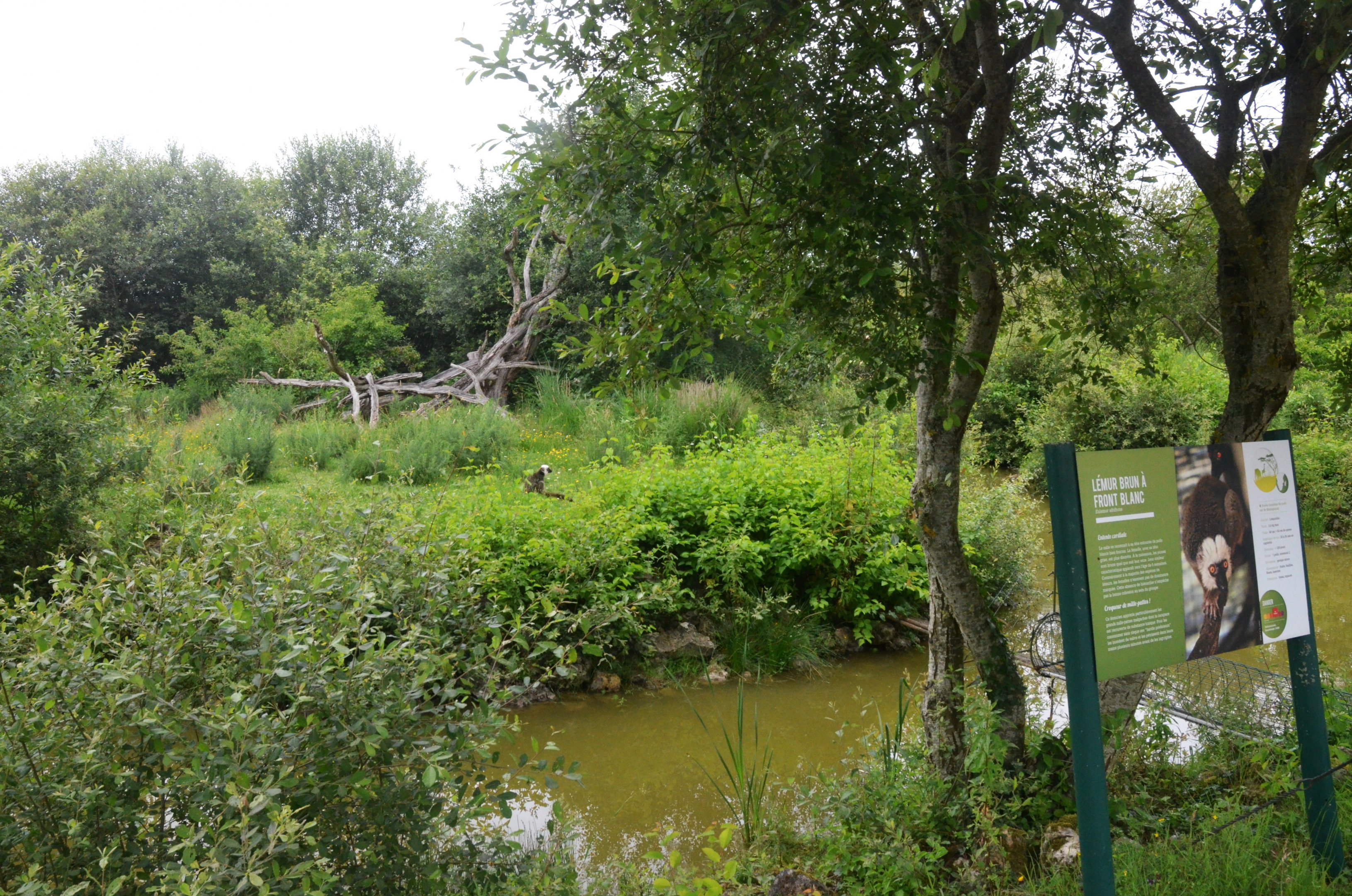 White-fronted Lemur Island at Haute-Touche, 14/06/18