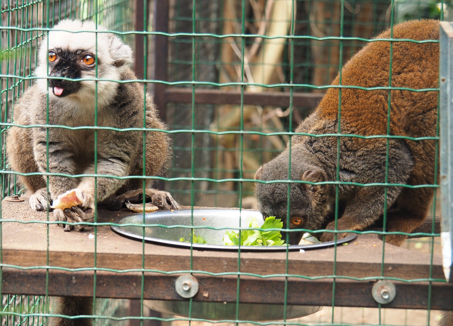 White-fronted lemur pair (Eulemur albifrons), 2019-08-04