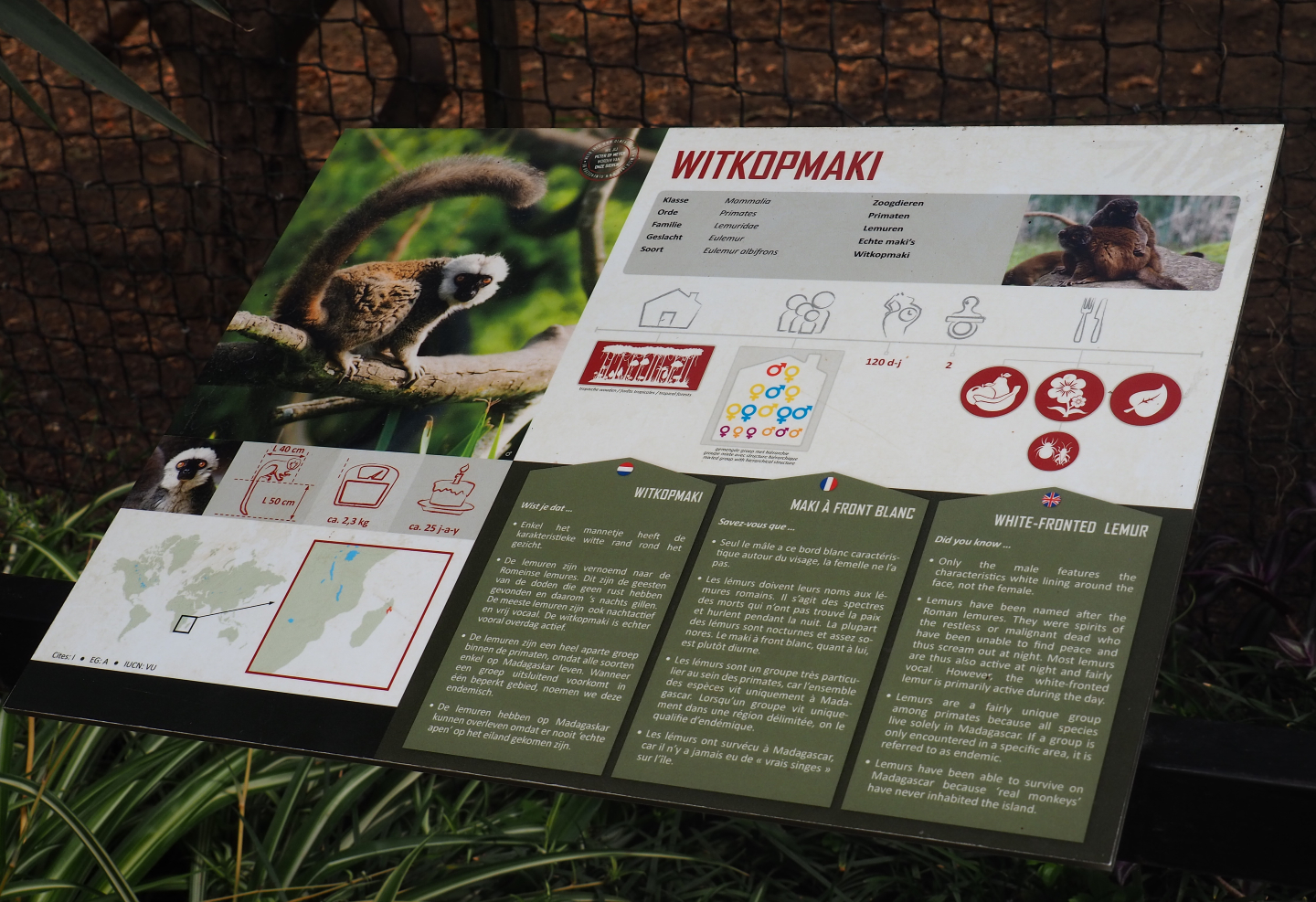 White-fronted lemur signage, 2019-08-04
