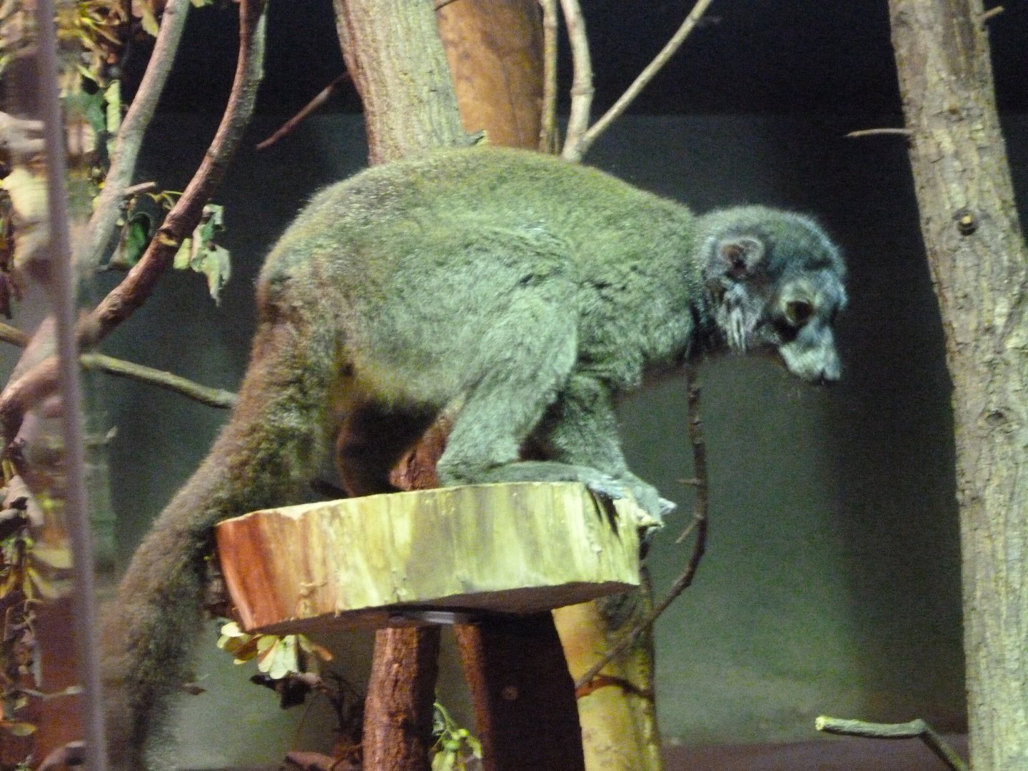 White-fronted lemur -Zoo Praha (2025)
