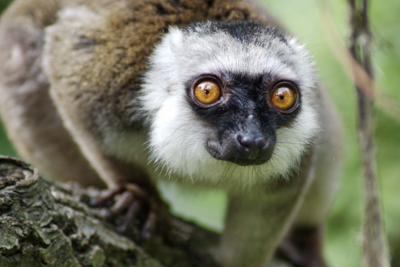 White-fronted lemur