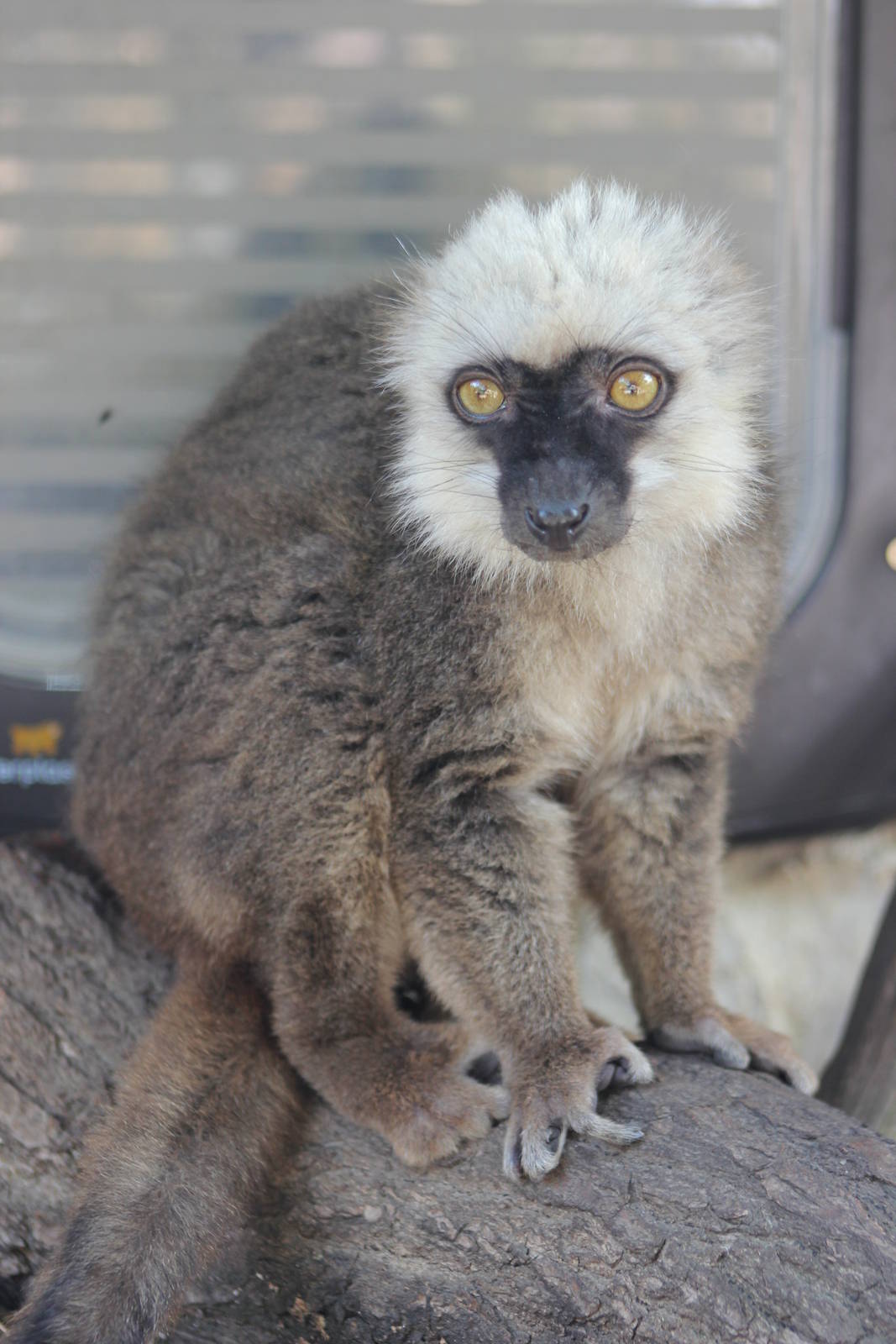 White-fronted lemur
