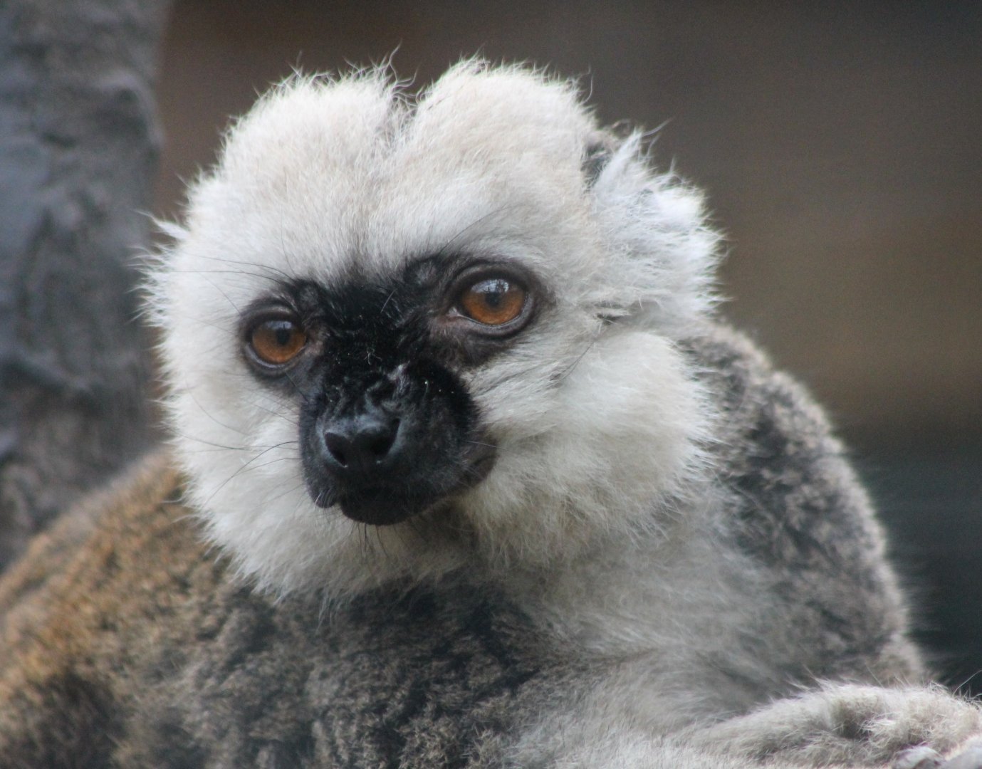White-fronted lemur
