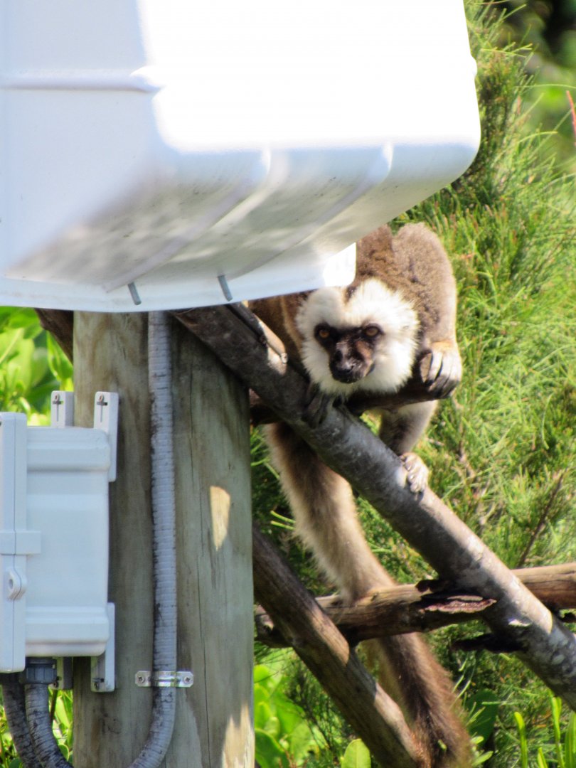 White-Fronted Lemur