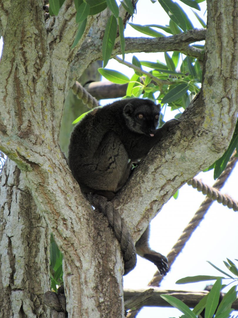 White-Fronted Lemur