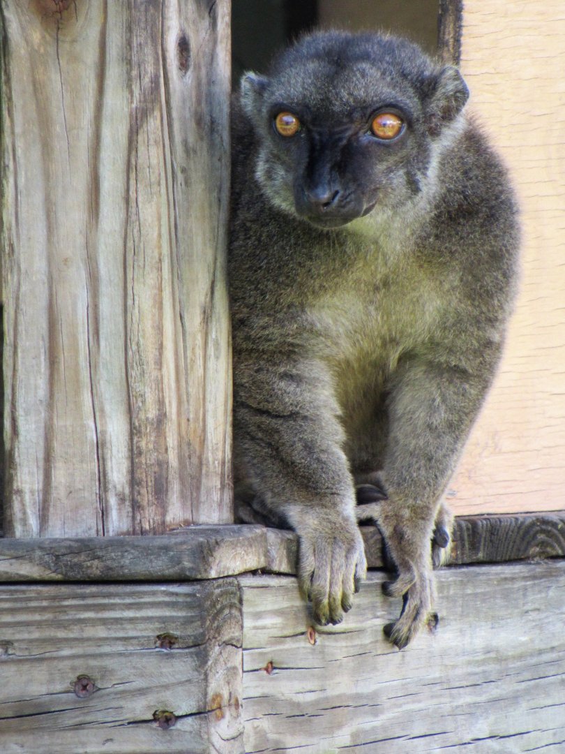 White-Fronted Lemur