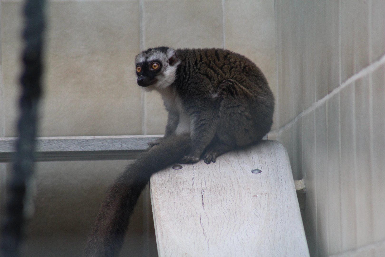 White-Fronted Lemur