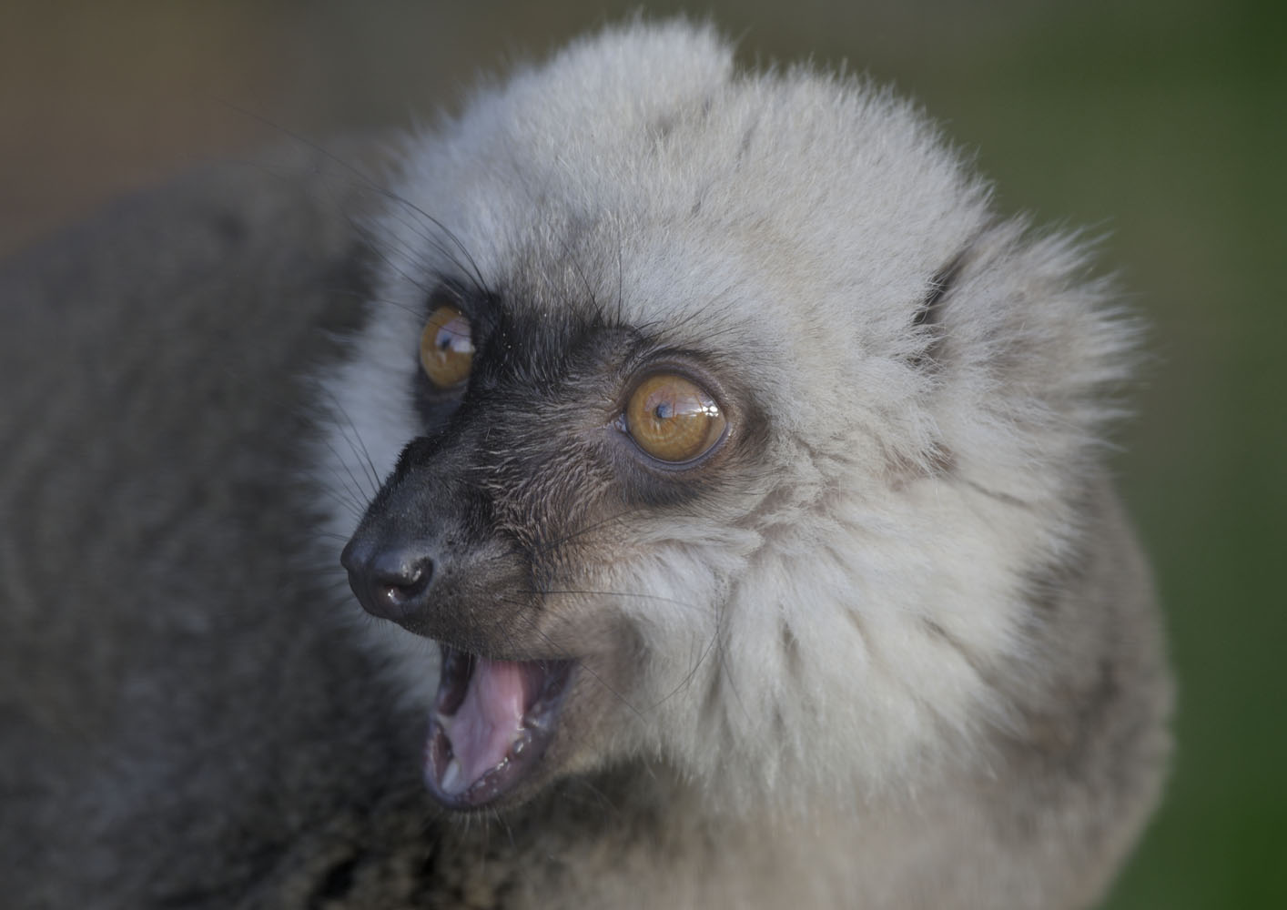 White-fronted lemur