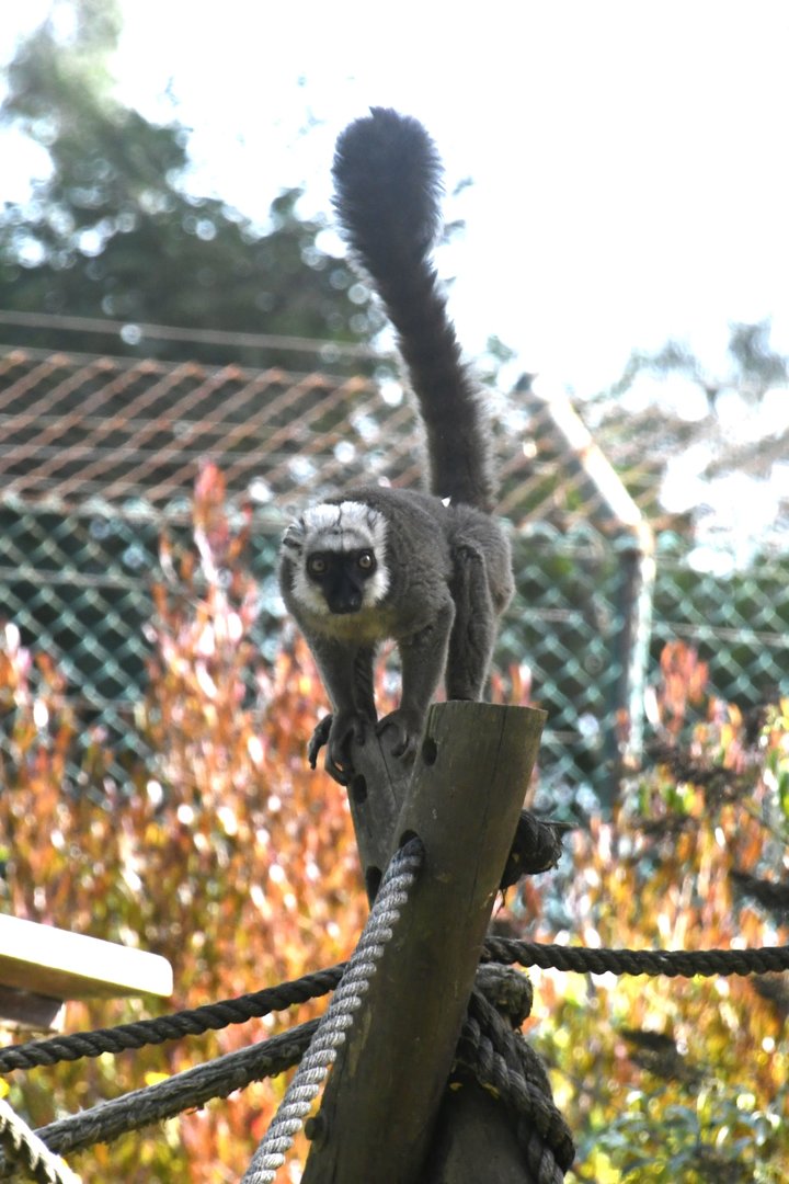 White-fronted Lemur