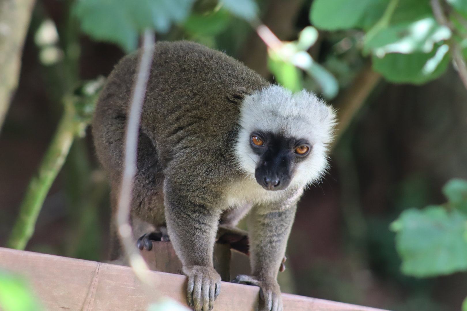 White-fronted Lemur