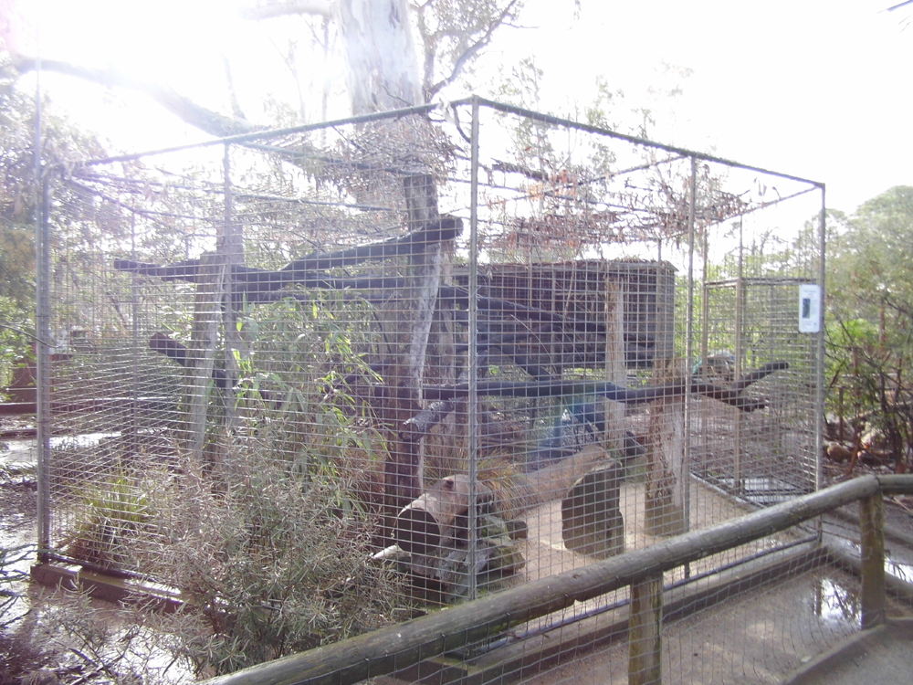 White fronted lemure enclosure