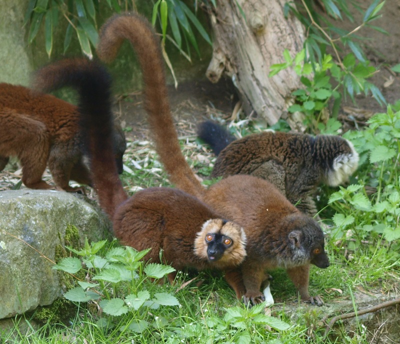 White-fronted lemurs (April 19th, 2015)