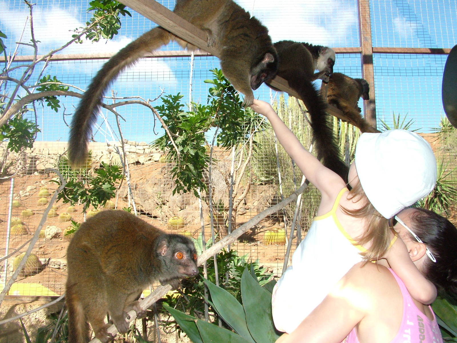 White-fronted Lemurs at Monkey Park, 09/11/10
