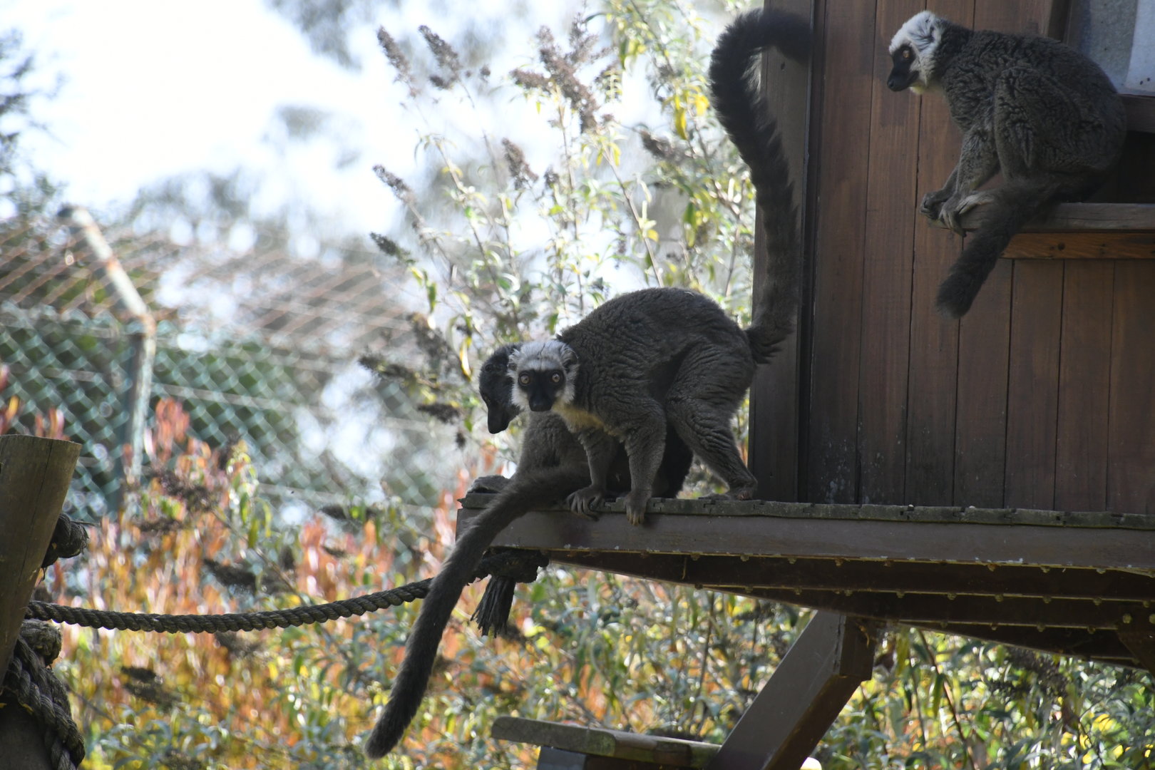 White-fronted Lemurs