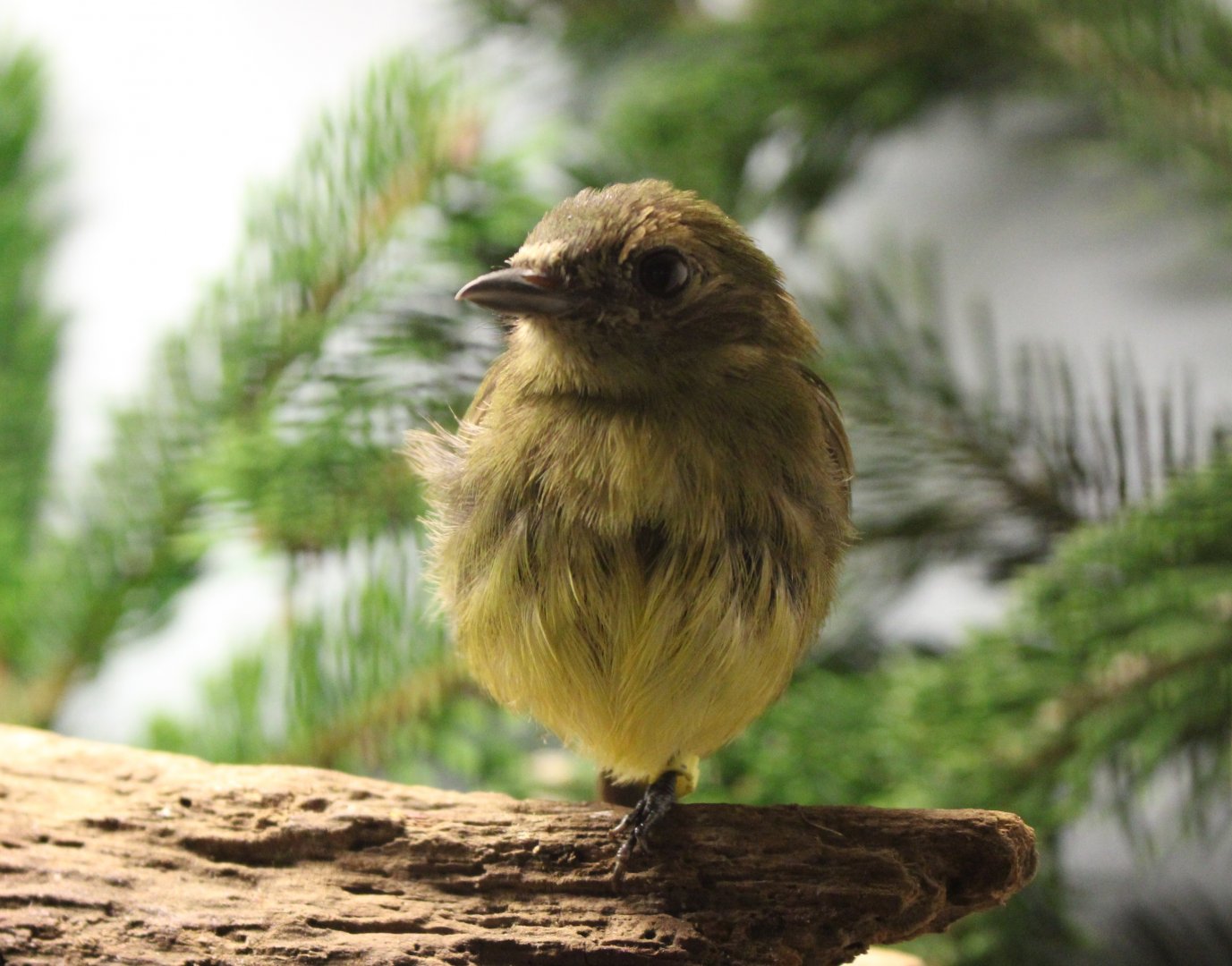 White-fronted manakin - female - Lepidothrix serena