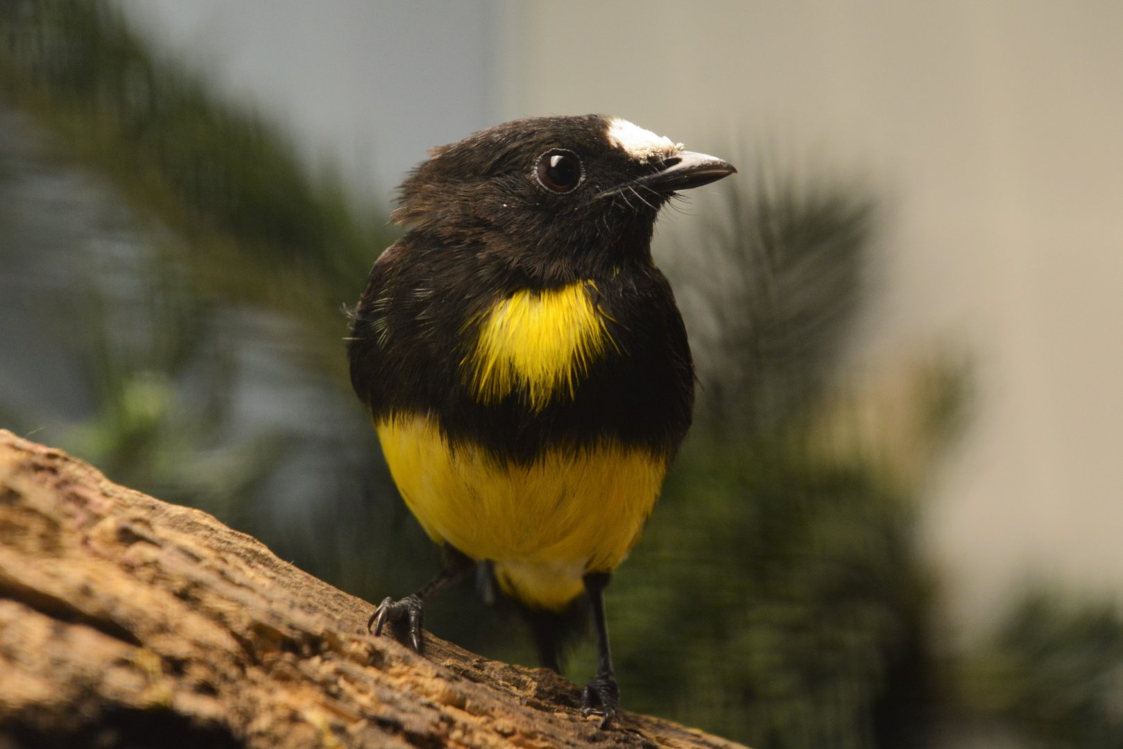 White-fronted manakin (Lepidothrix serena)