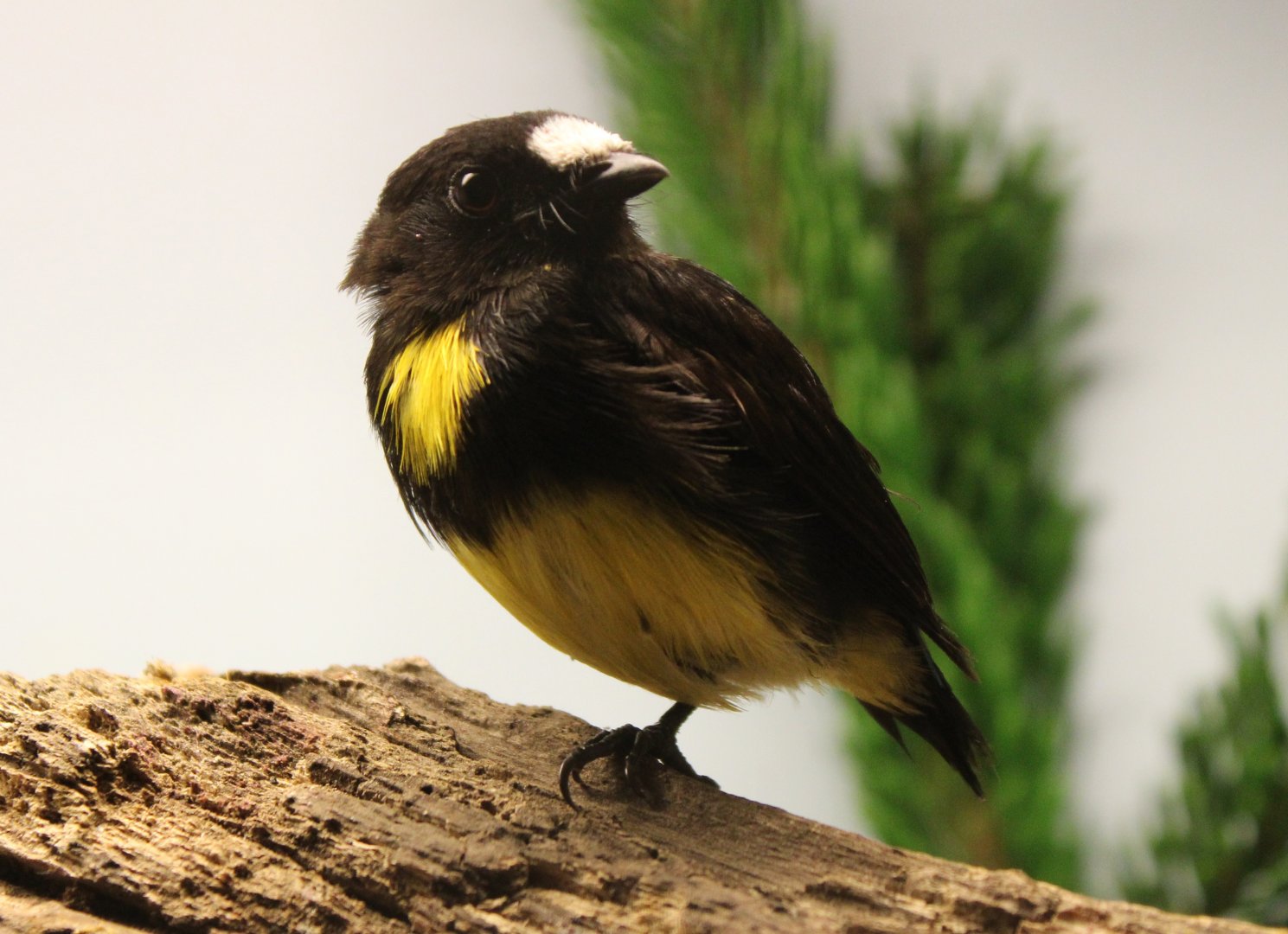 White-fronted manakin - male - Lepidothrix serena
