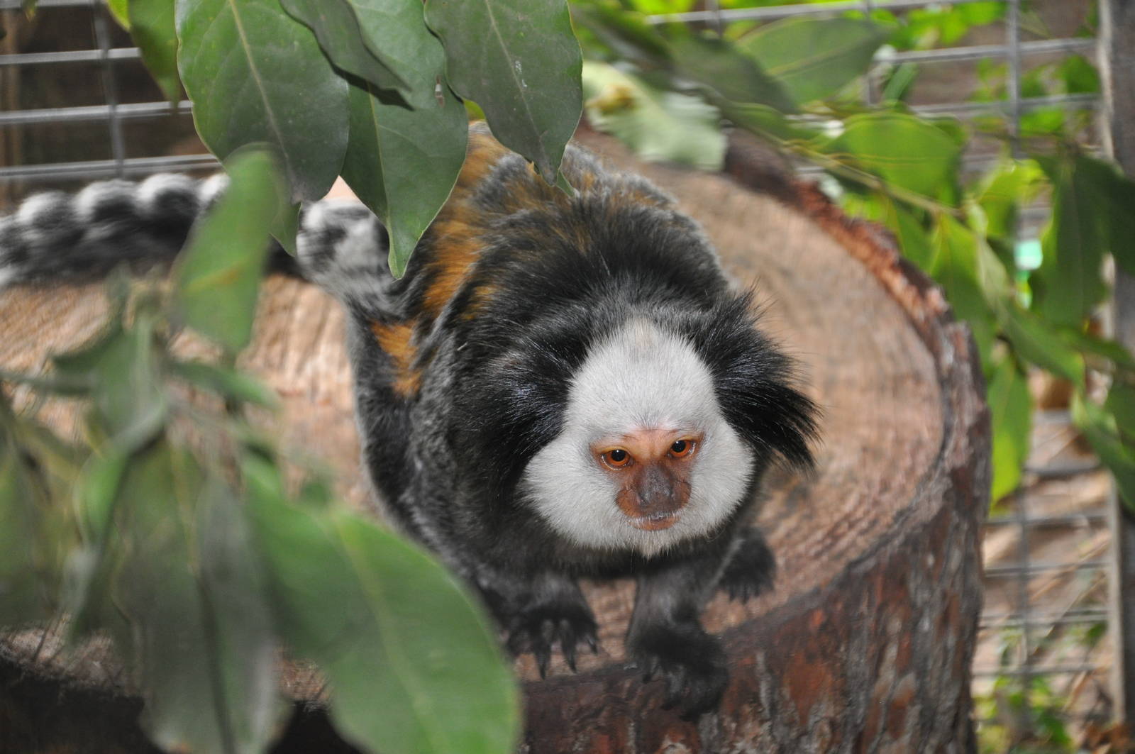 White-fronted marmoset/ Callithrix geoffroyi