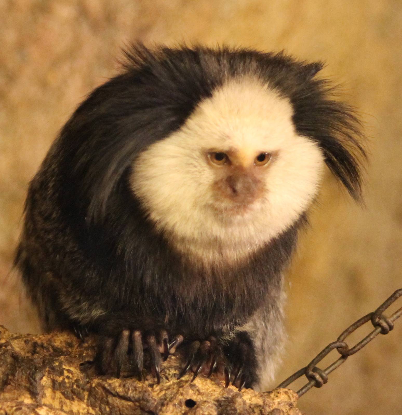 white-fronted marmoset