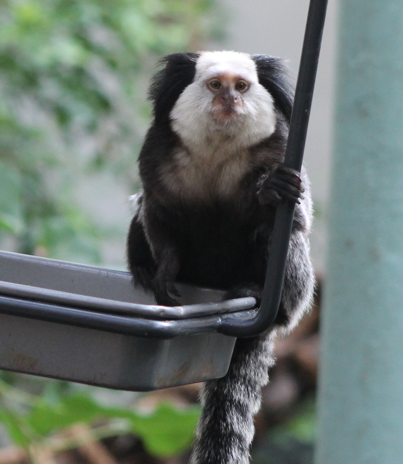 white-fronted marmoset