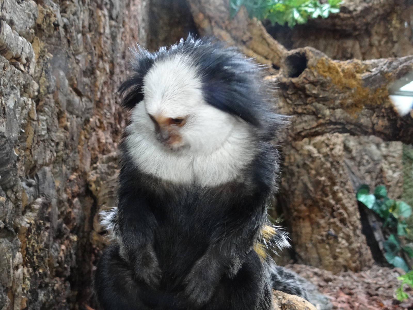 White-fronted Marmoset