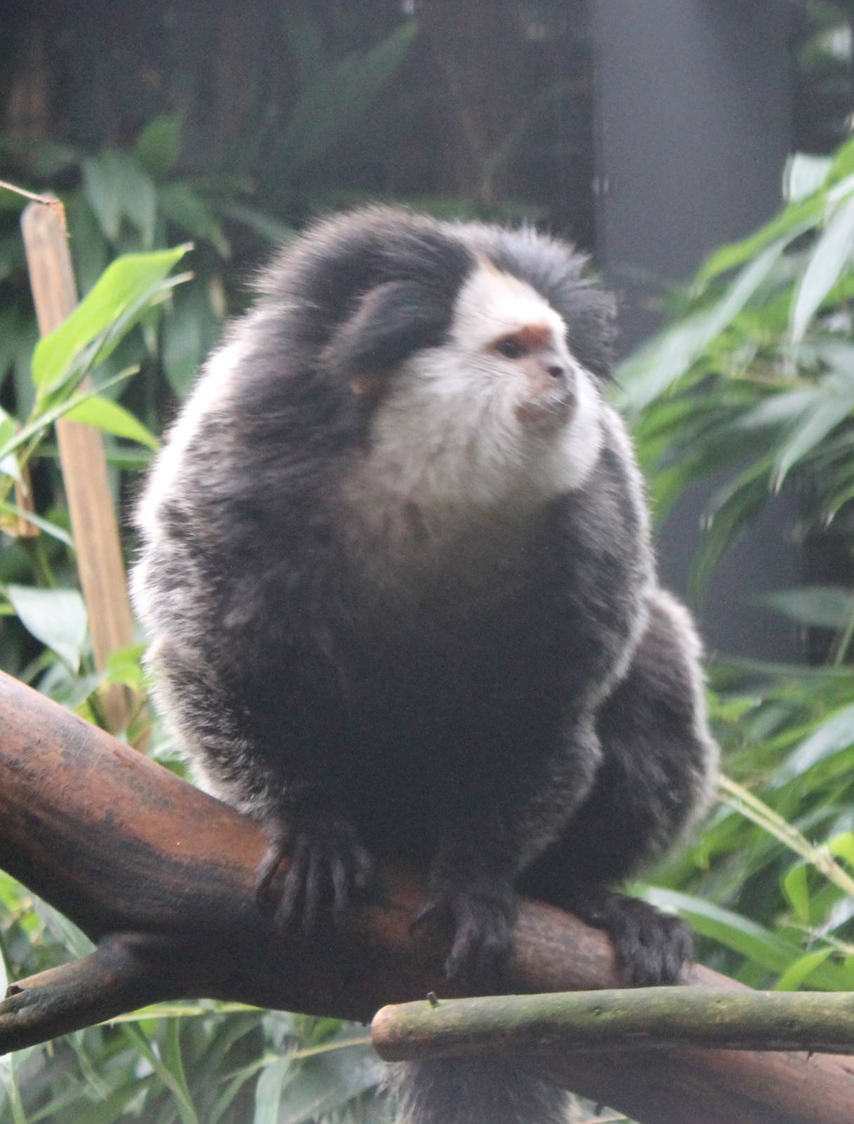 White-fronted marmoset