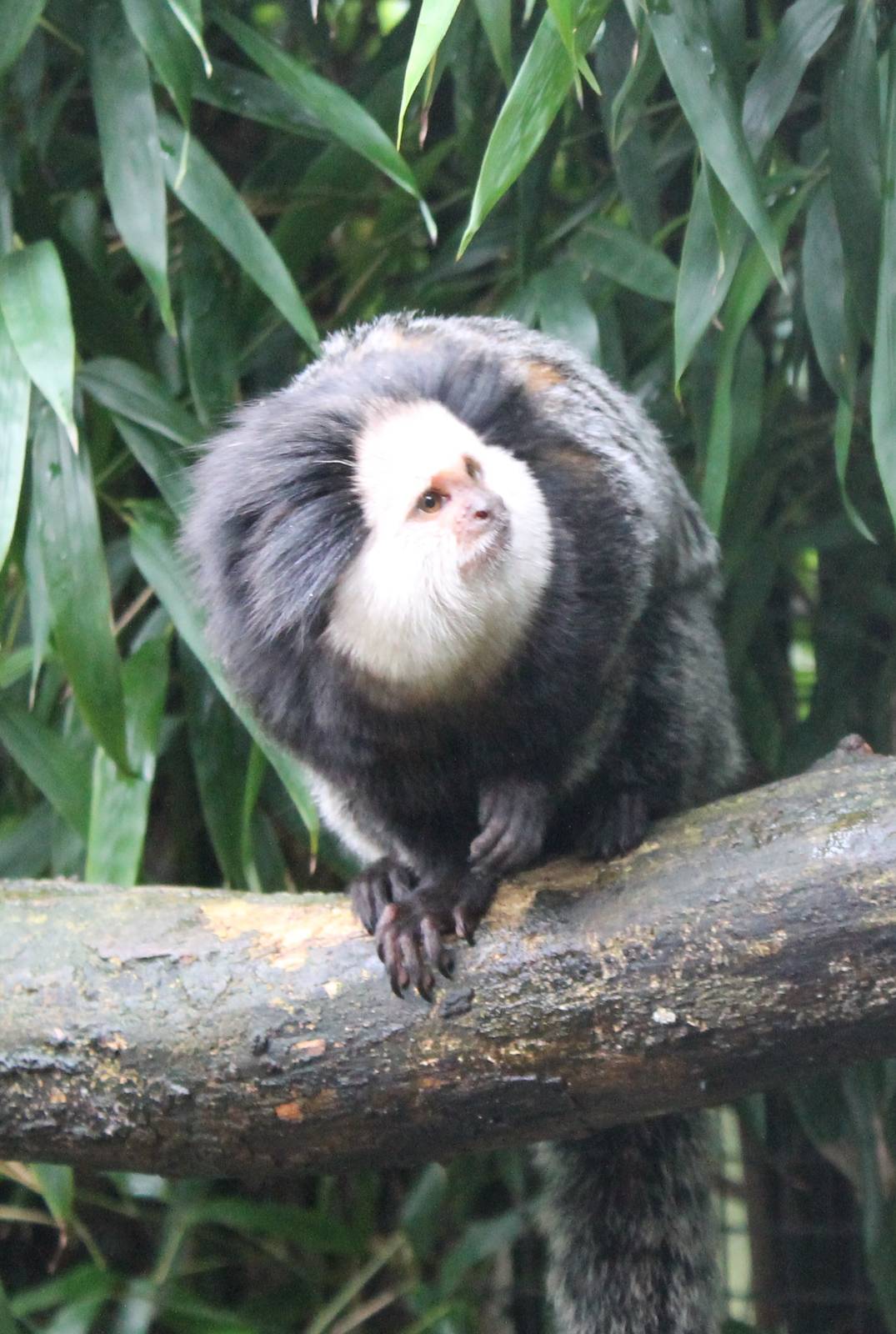 White-fronted marmoset